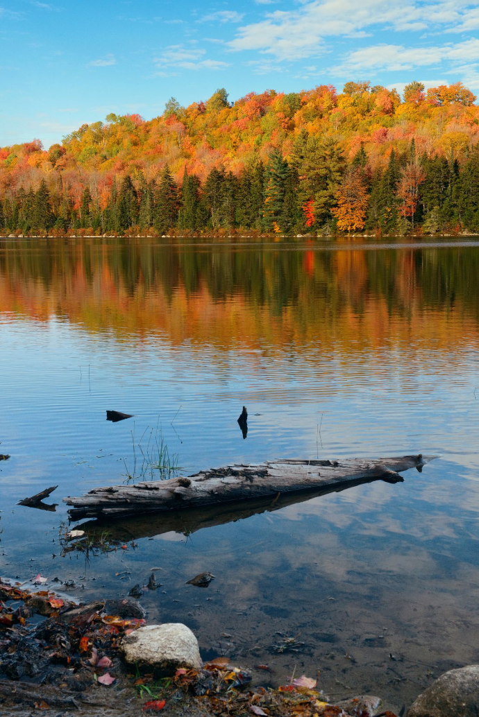 Parc Provincial Algonquin, Ontario vue depuis le parc Algonquin en Ontario en plein automne